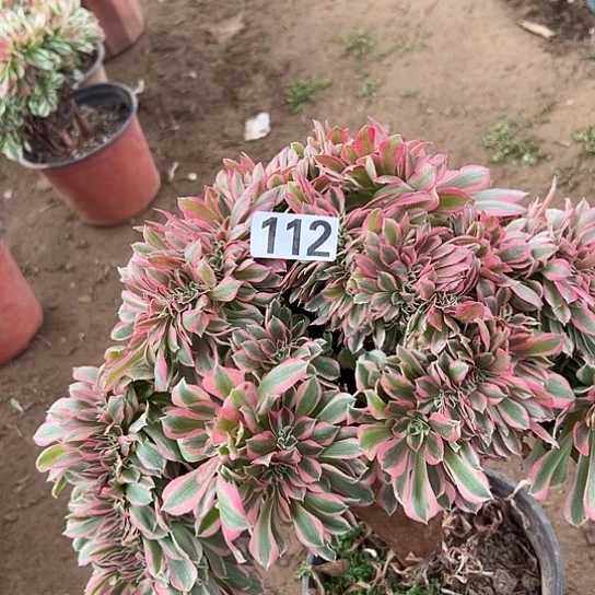 月***糖多肉植物一个女巫的112