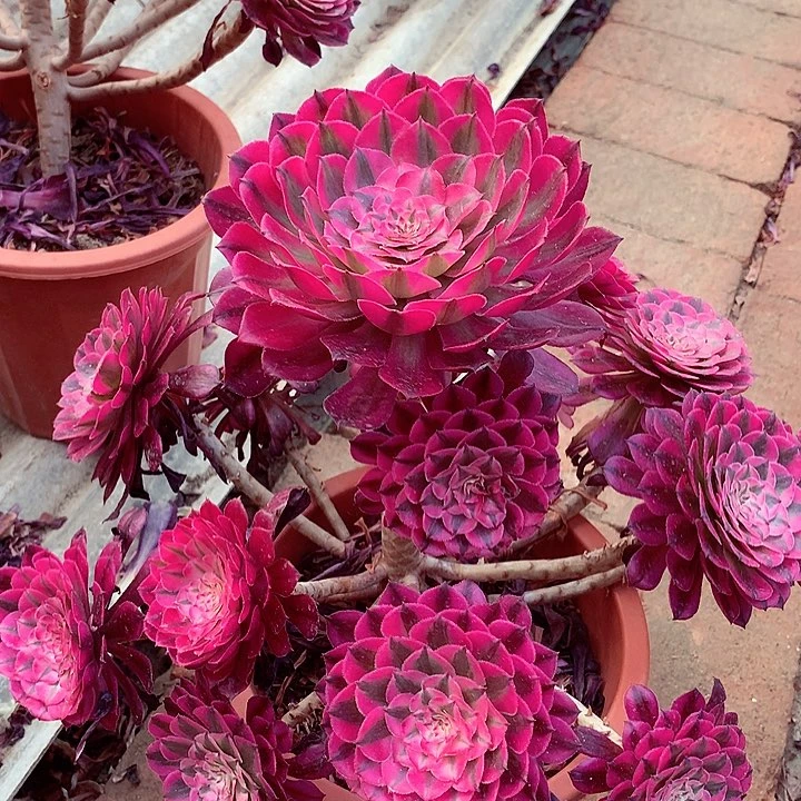 红超白，多肉植物