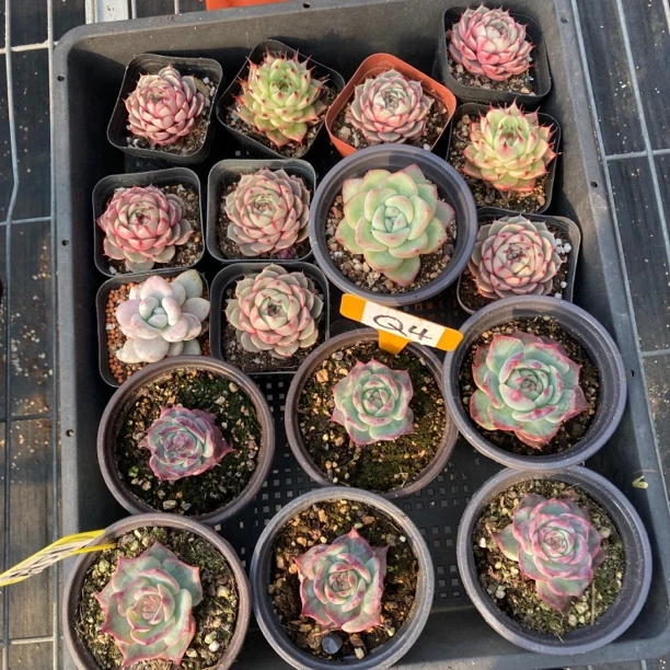 浅忆的多肉植物多肉