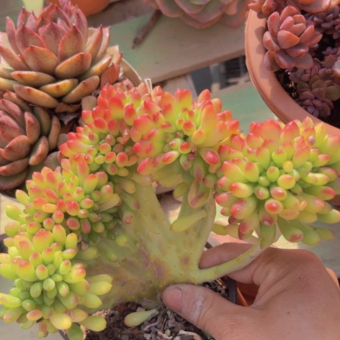 【闪购商品】柠檬手指1284