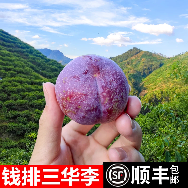 【顺丰.次日达】广东正宗三华李新鲜现摘红心李子当季水果5斤包邮广东省