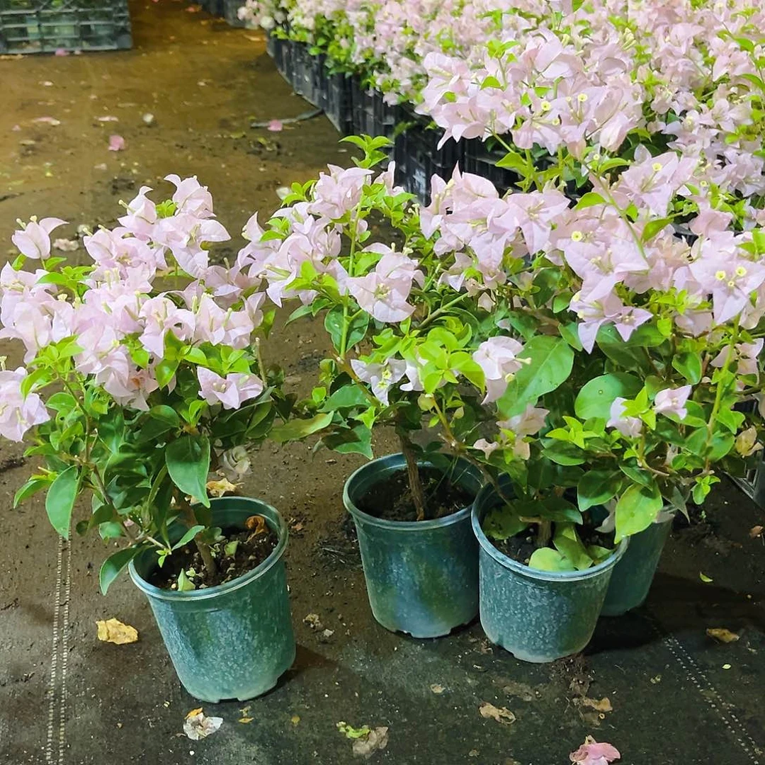 大部分开放少量花苞苹果花掌中宝一颗