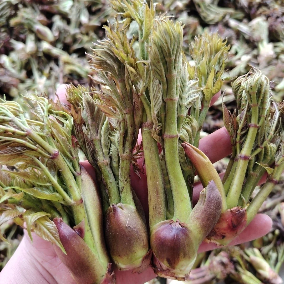 贵州高山新鲜刺嫩芽野菜