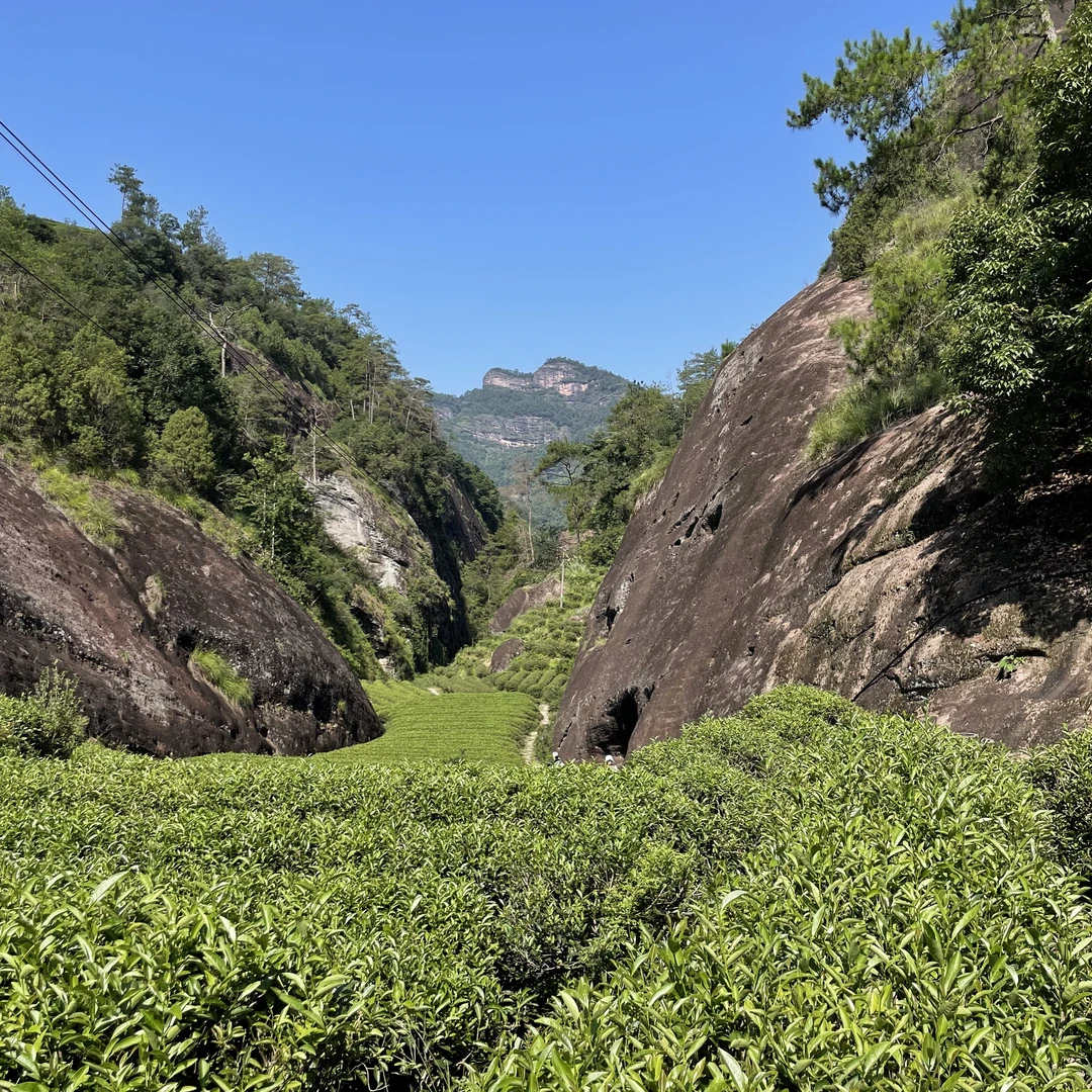 【古叶天祥】1礼盒（步步高升） 武夷岩茶乌龙茶