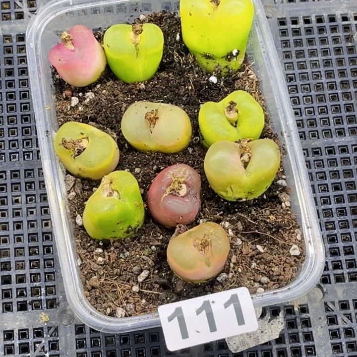 111毛毛一物一图如图