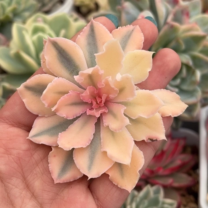 晚霞之舞锦头盖一颗价格