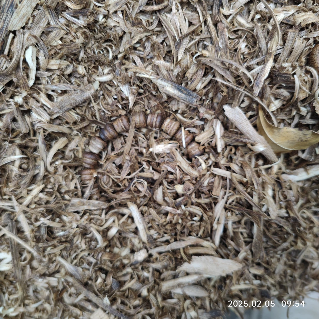 金沙叶沉香碎块多样性发货