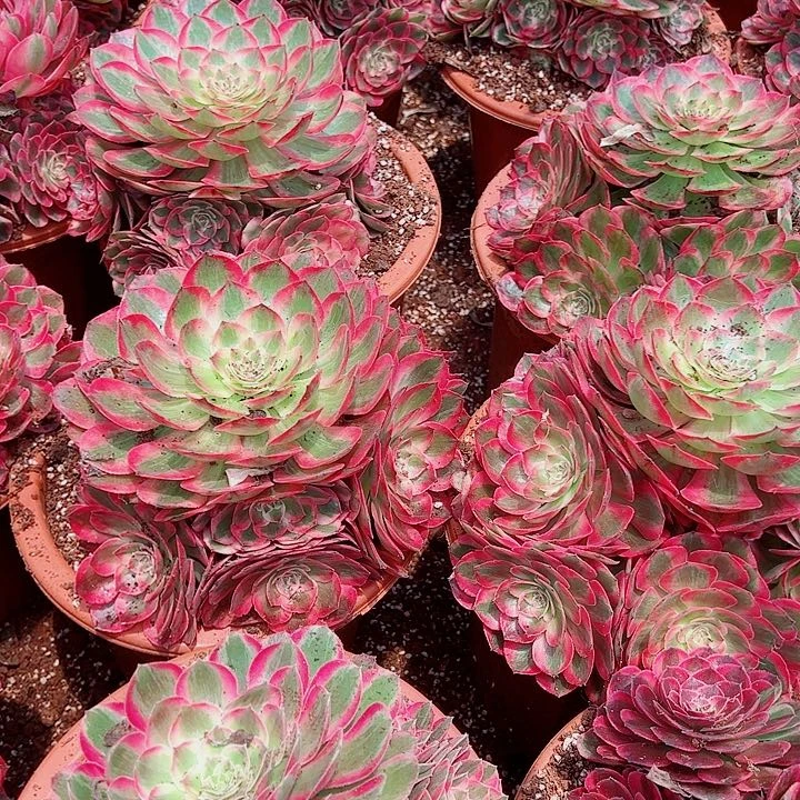 赤子心黑盆多肉植物大战