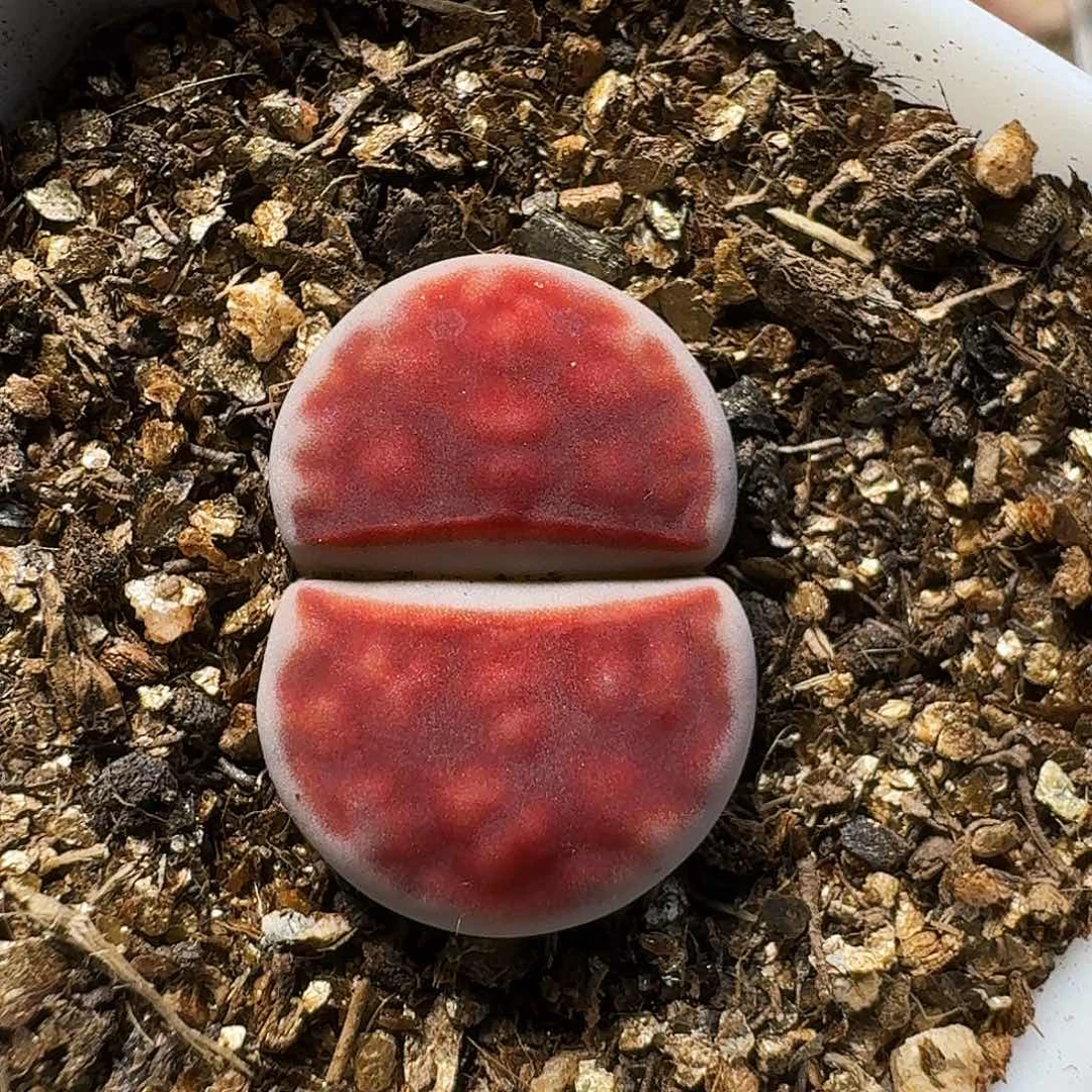 生石花等11111。  用户宝。  189