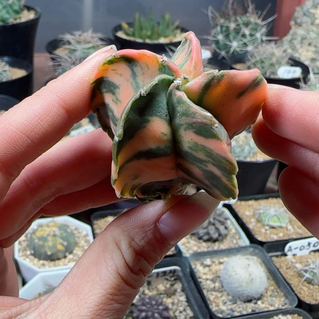 实生鸾凤锦多肉4.2厘米