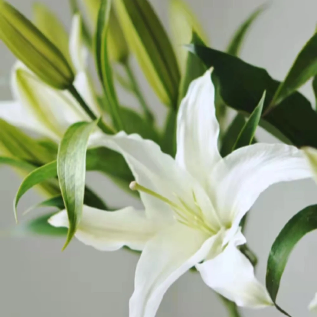 白色多头百合15元一只