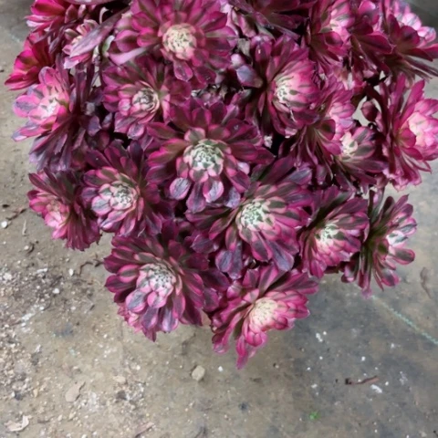 多肉植物红铜白锦。