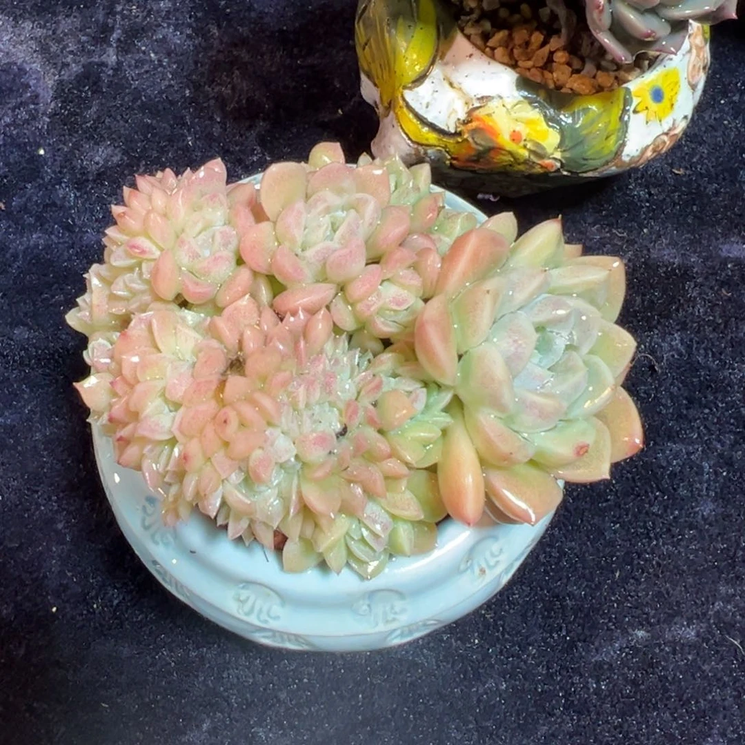 奶油美人带盆 新年快乐