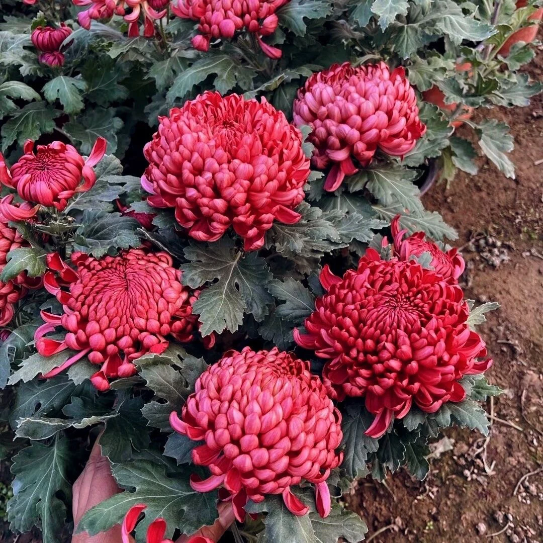 【带花苞发货】红绣球菊花九月菊大花盆栽庭院耐寒室内外花卉阳台