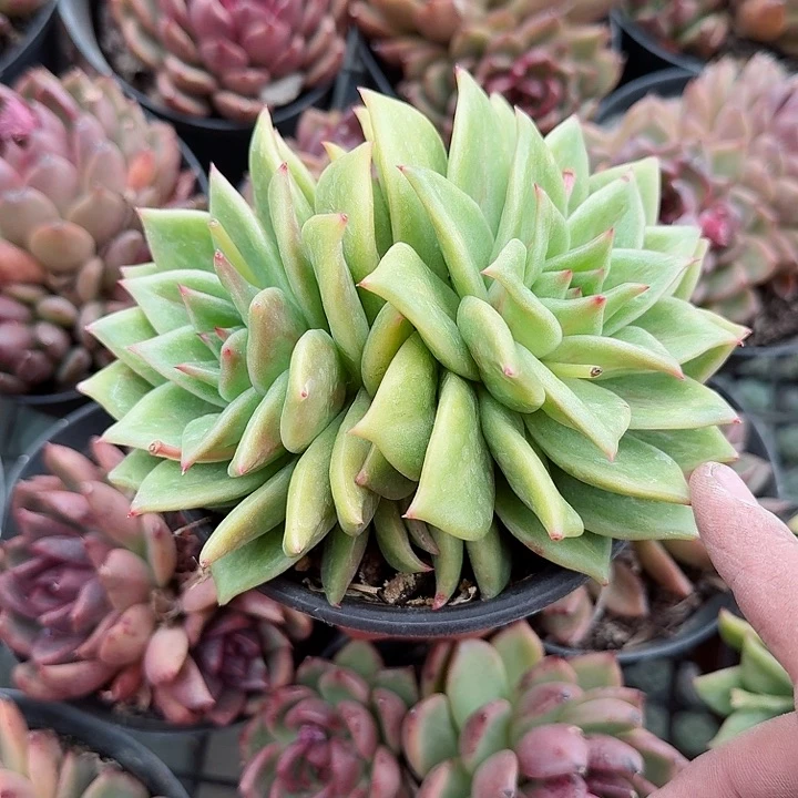 绿蔷薇玫瑰多肉植物