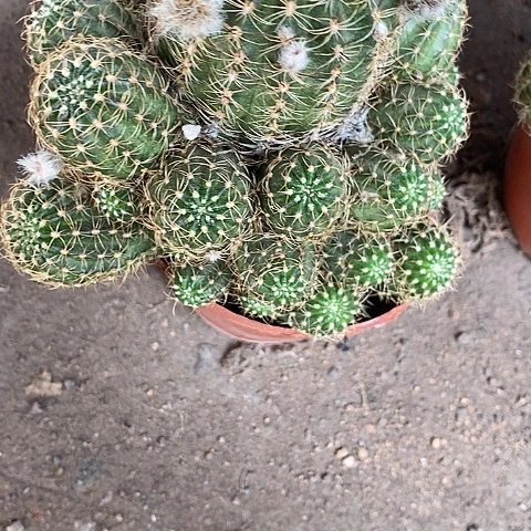 不同颜色丽花246644