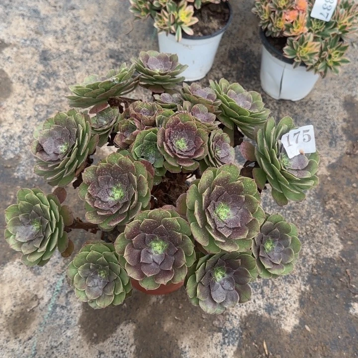 175两单包邮万圣节。