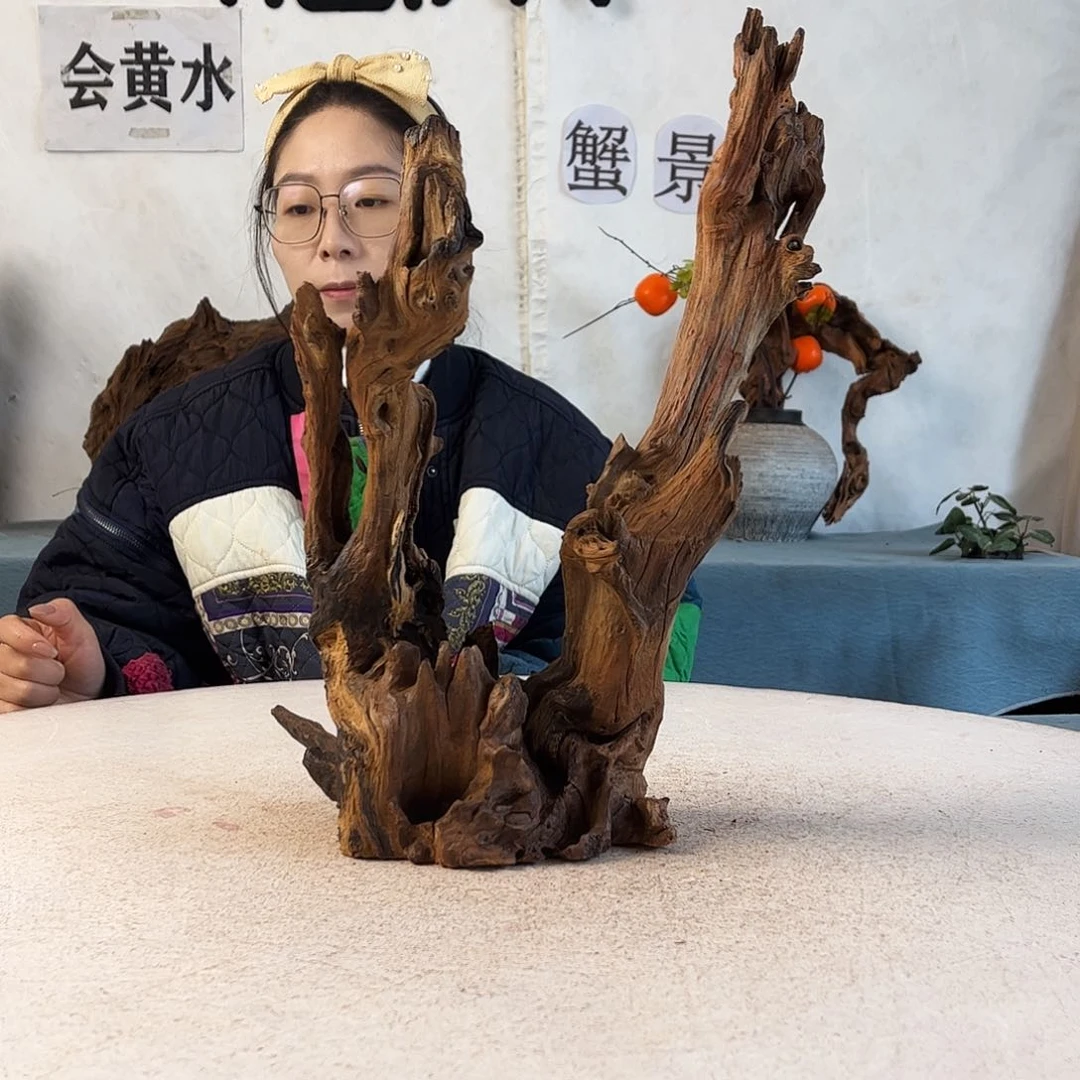 沉木造景寄居蟹造景