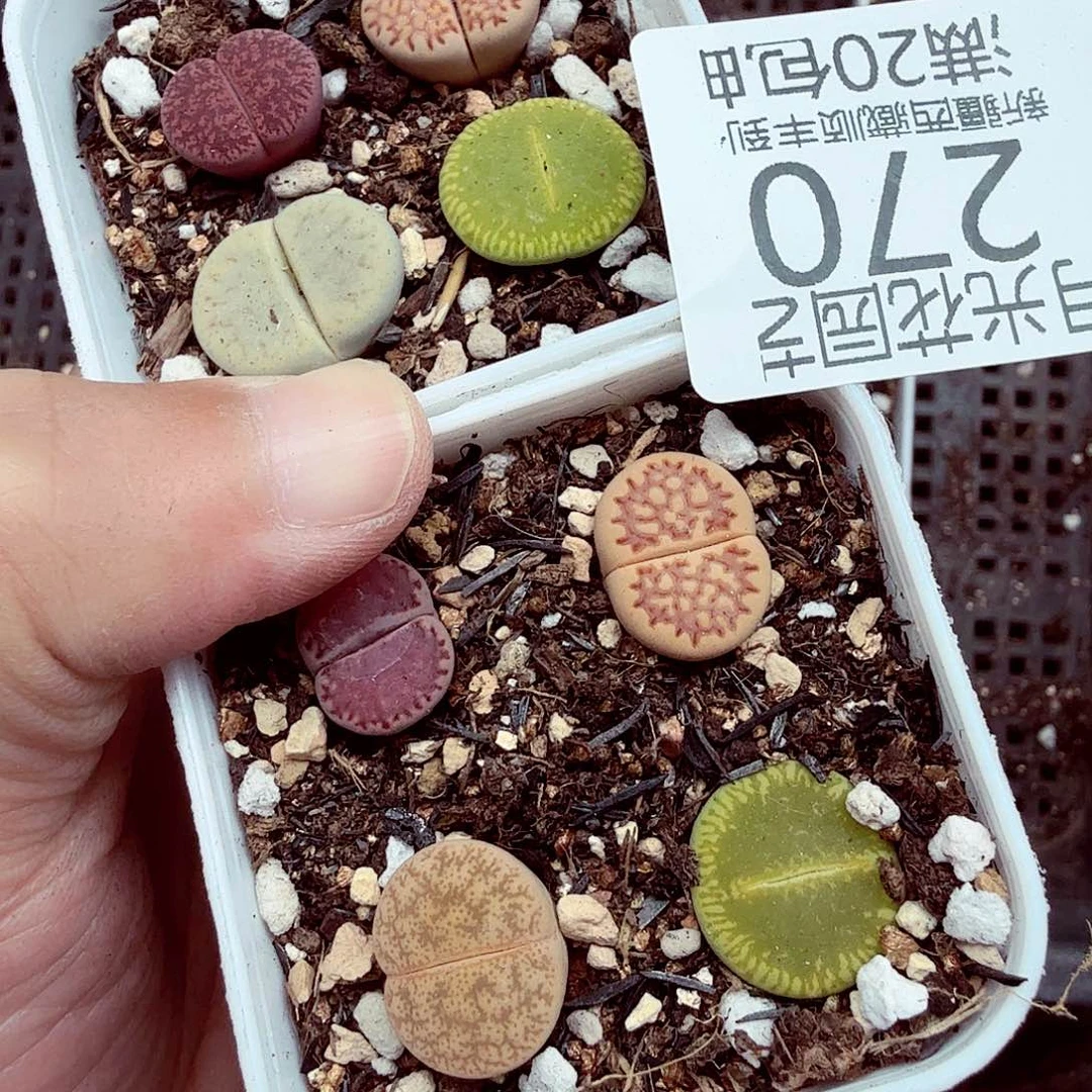 我们一起看电视的时间长得也270