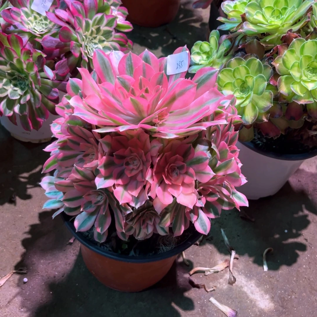 多肉植物女巫235