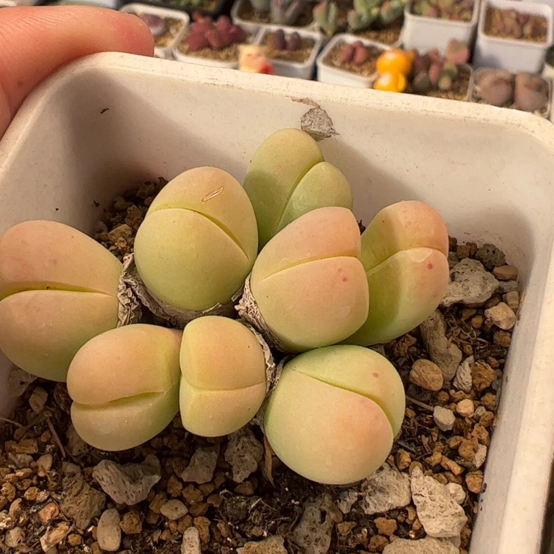 042多肉植物组合