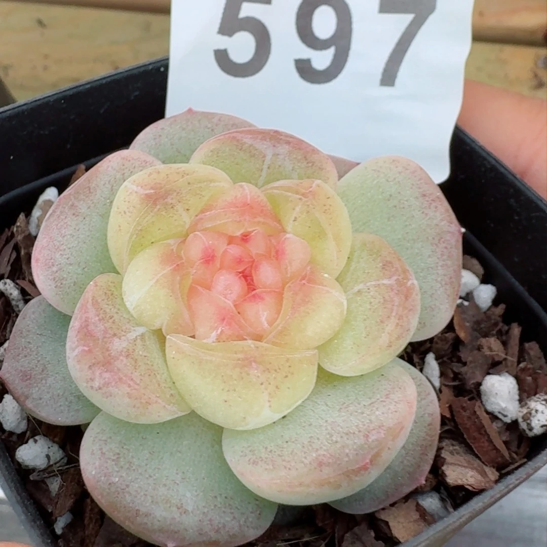 甜柚         精品多肉