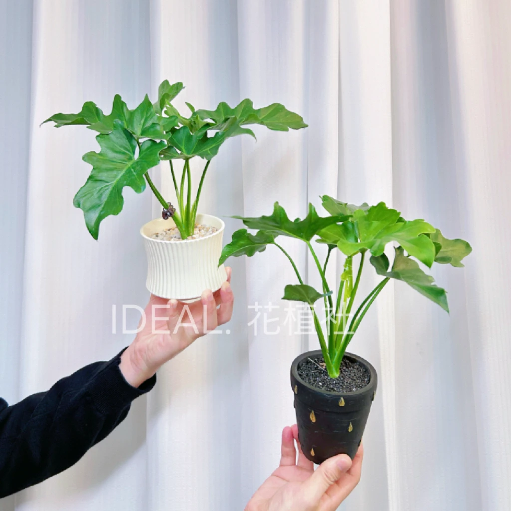 春羽盆栽室内好养吸甲醛净化空气绿植花卉花卉绿植盆栽