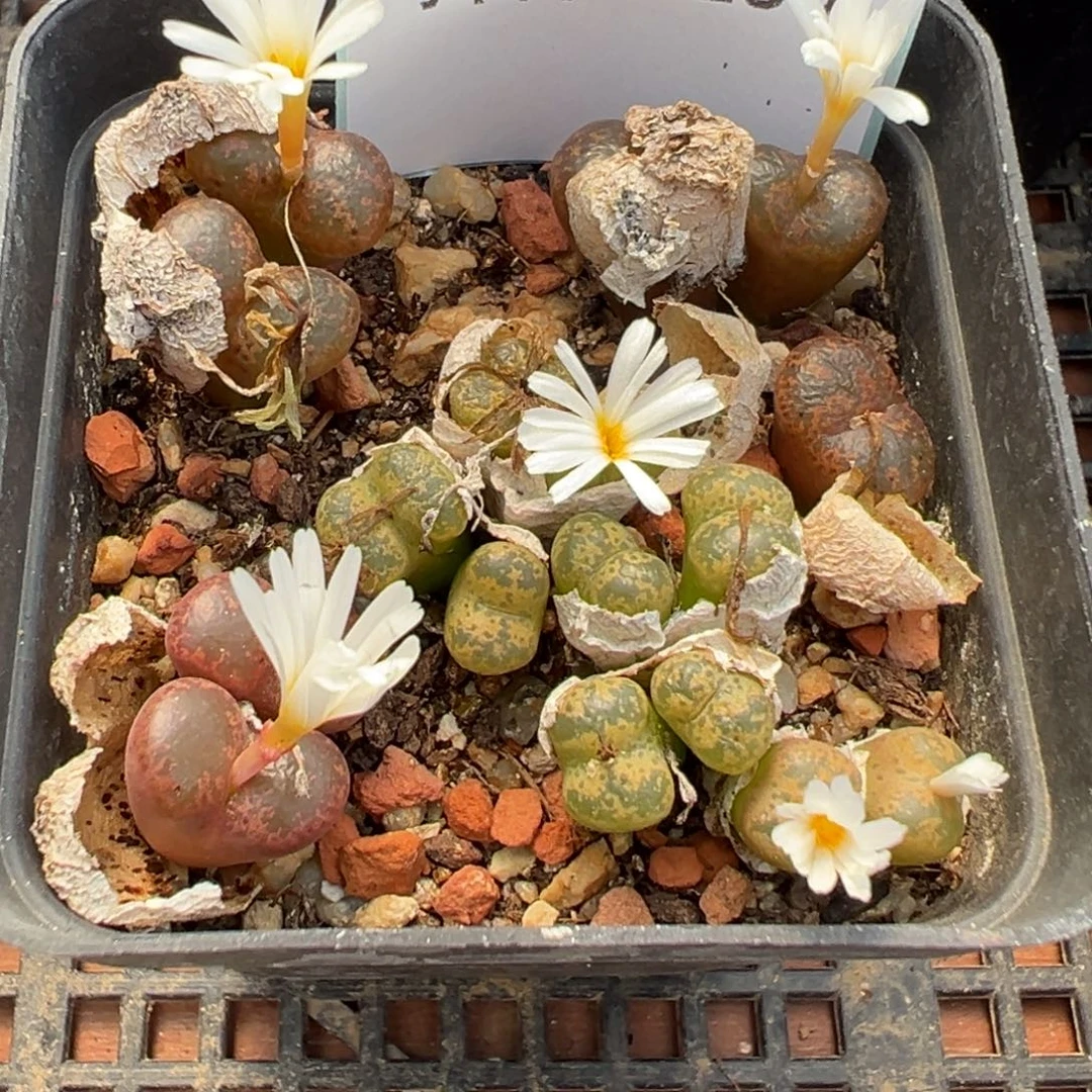 7-136肉锥多肉植物