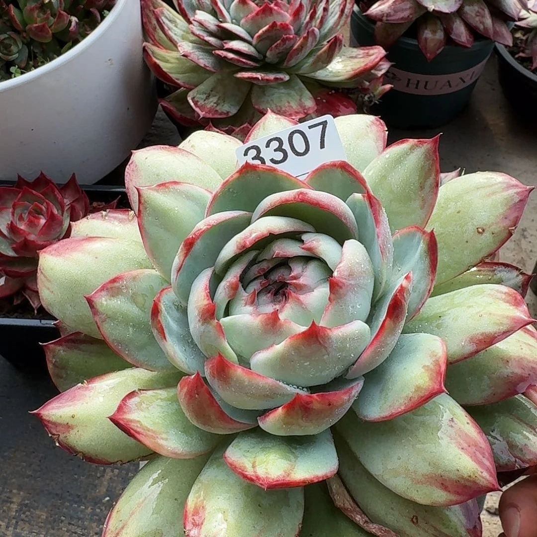 惊鸿仙子 3307...........