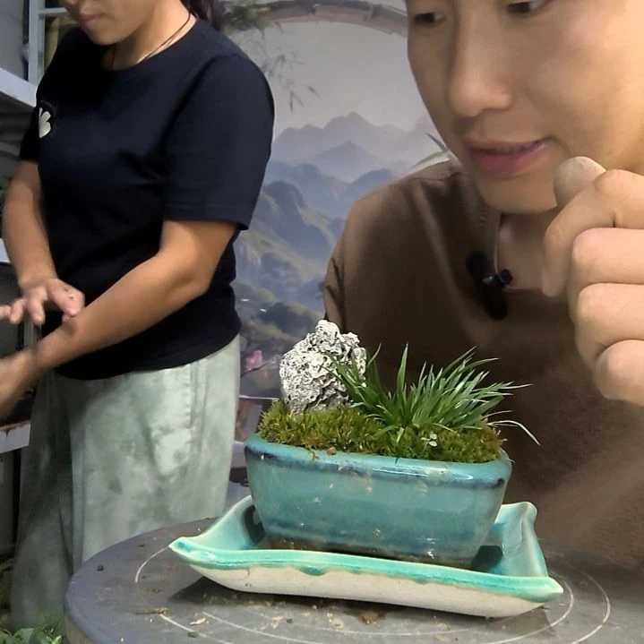 无花朵月***圆中青园艺一物一拍118
