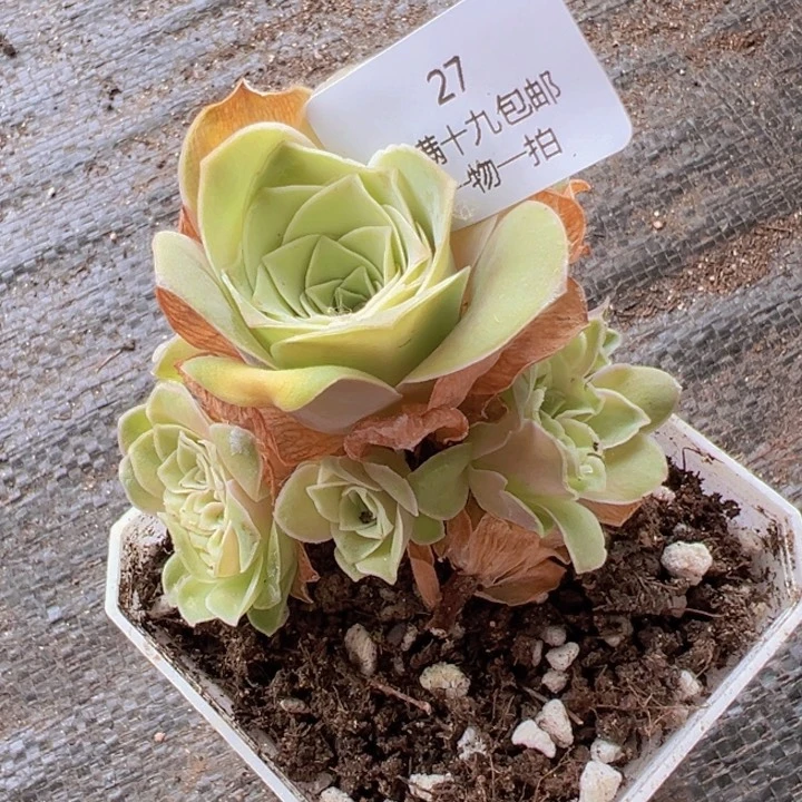 27 裸根不带土发货不包损