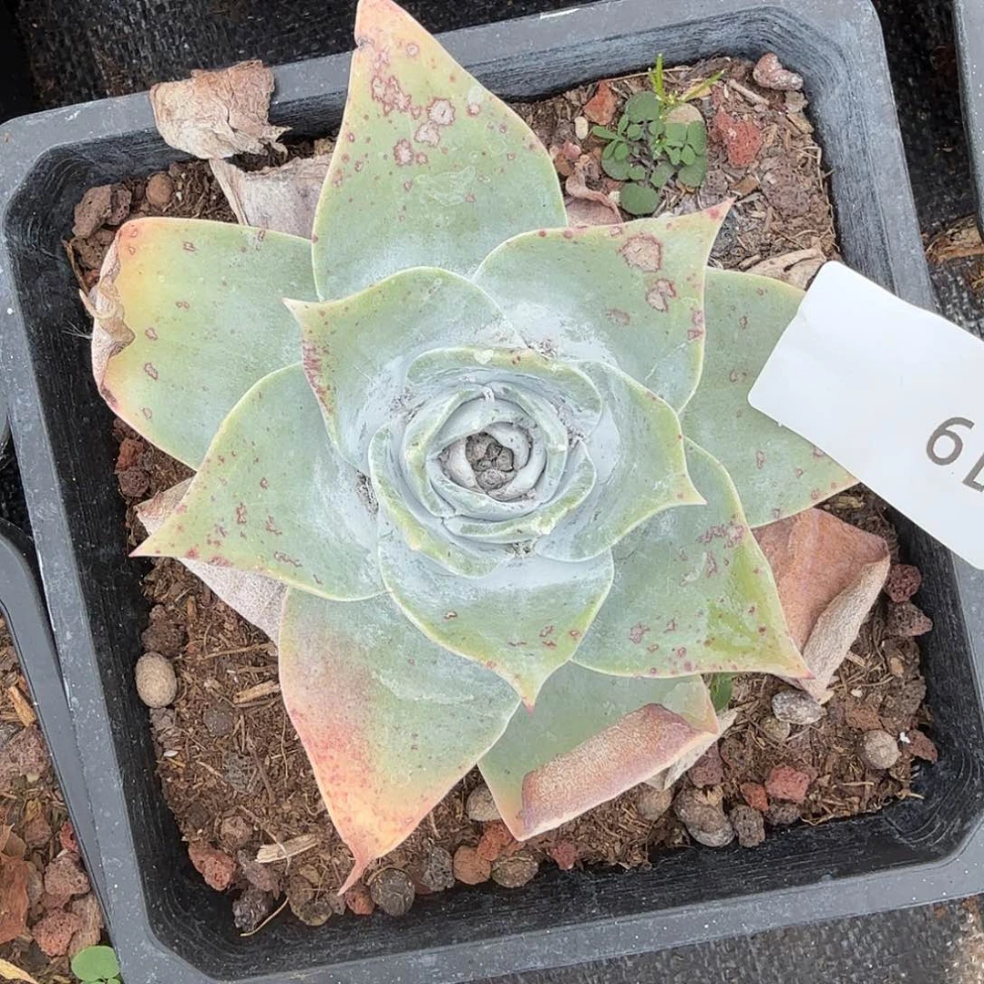 小***雨匍匐花朵脸单头819