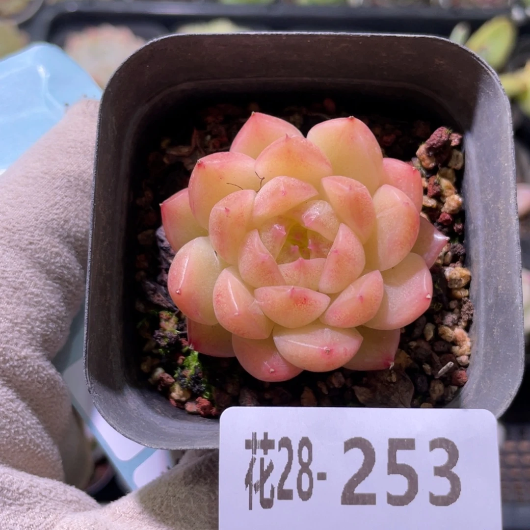花利美28-253麦秆