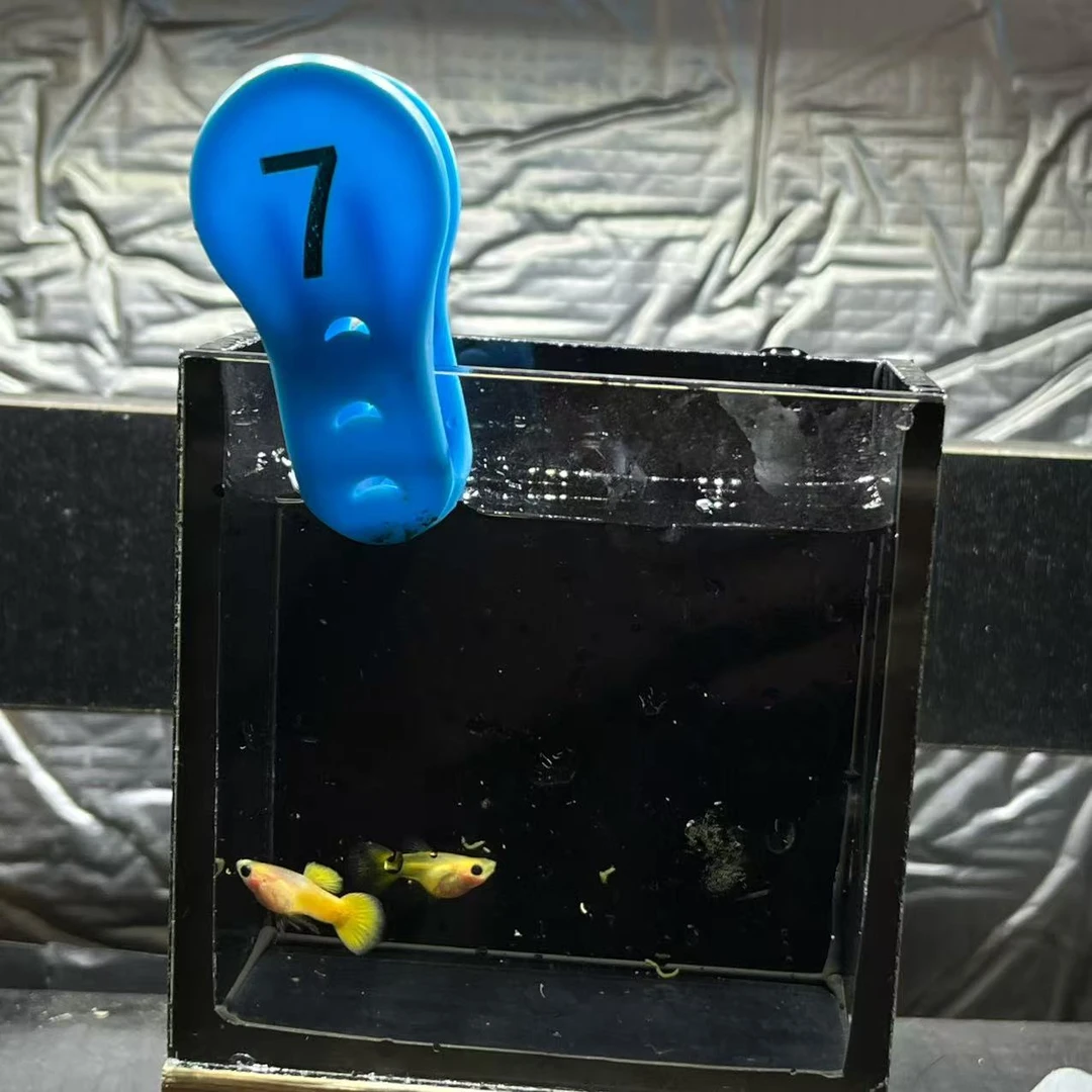 黄金玻璃猫球一对孔雀鱼编号7