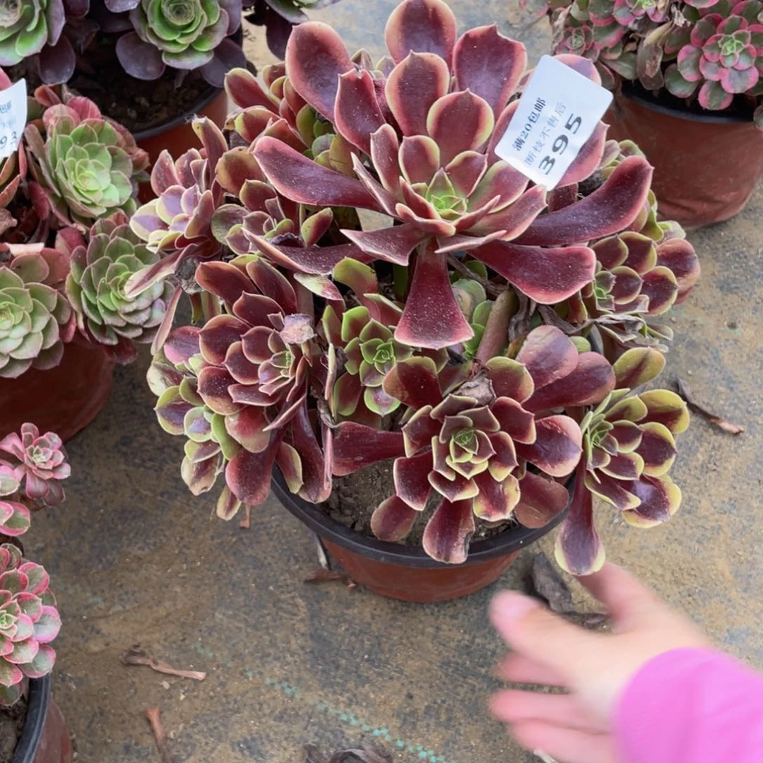 395欧嘉莉法师多肉断枝不包