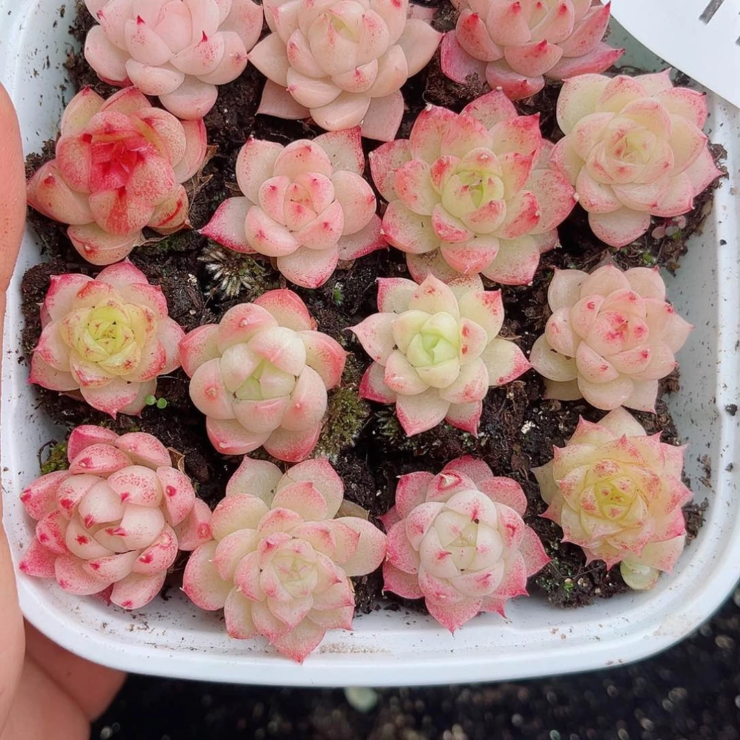 1-116 新疆西藏内蒙不发12.8包邮2-3公分多肉