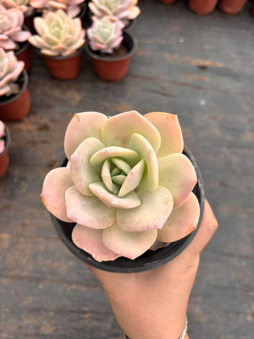 奶茶 老桩多肉植物老桩群生精控小叶室内外养殖脱土裸根18邮发货