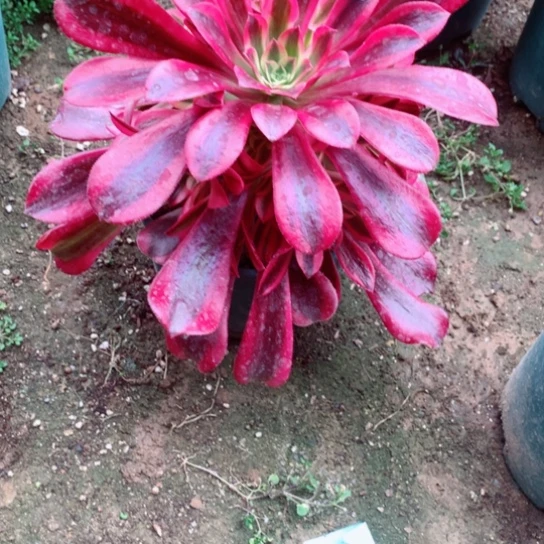 兜****?多肉植物美度975