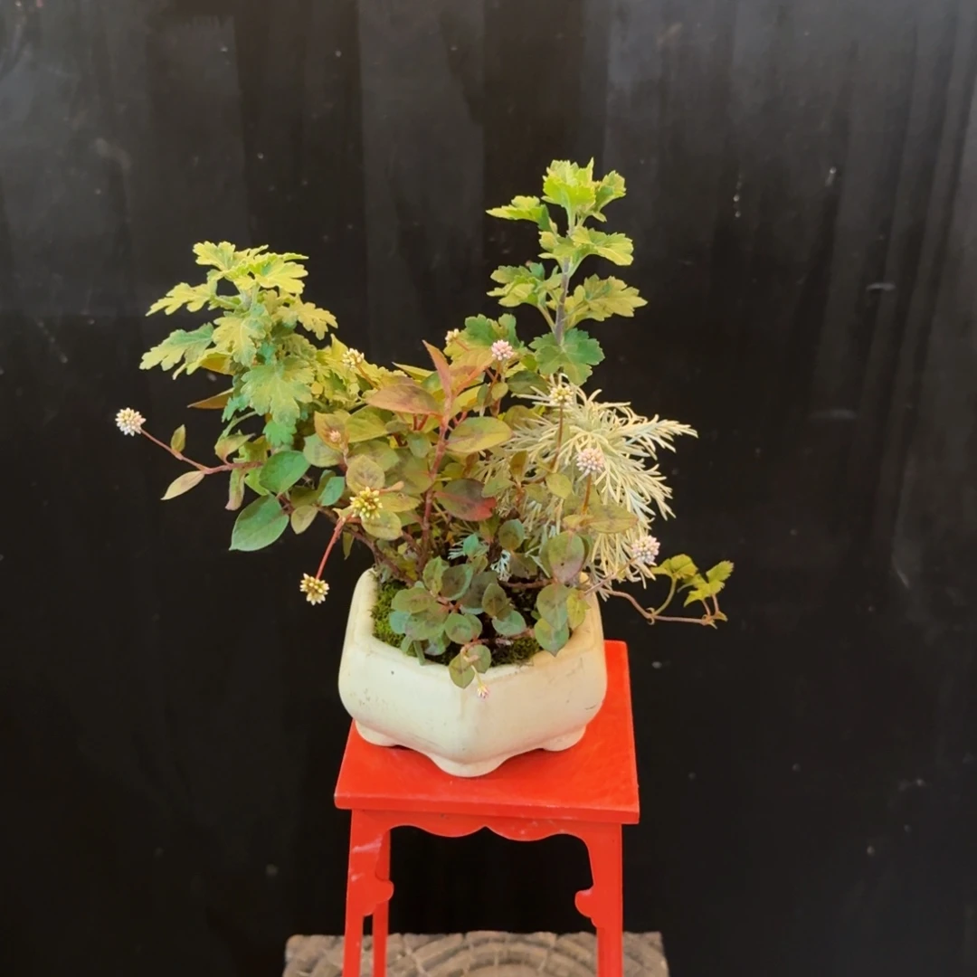 无花朵山野草陶盆