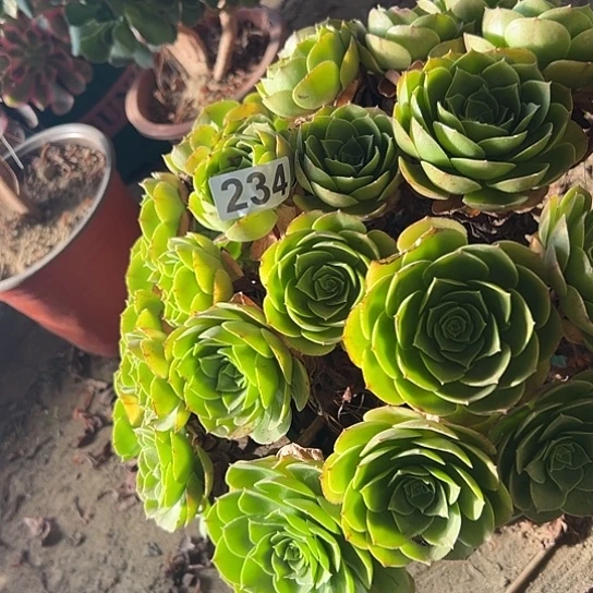 天***意多肉植物一个撕拉碗