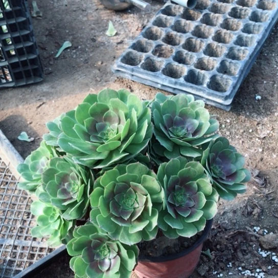 心***y万圣节法师多肉植物32