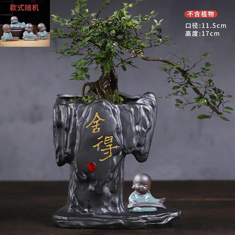 紫砂舍得花盆搭配文竹盆栽室内桌面装饰禅意好养小盆景