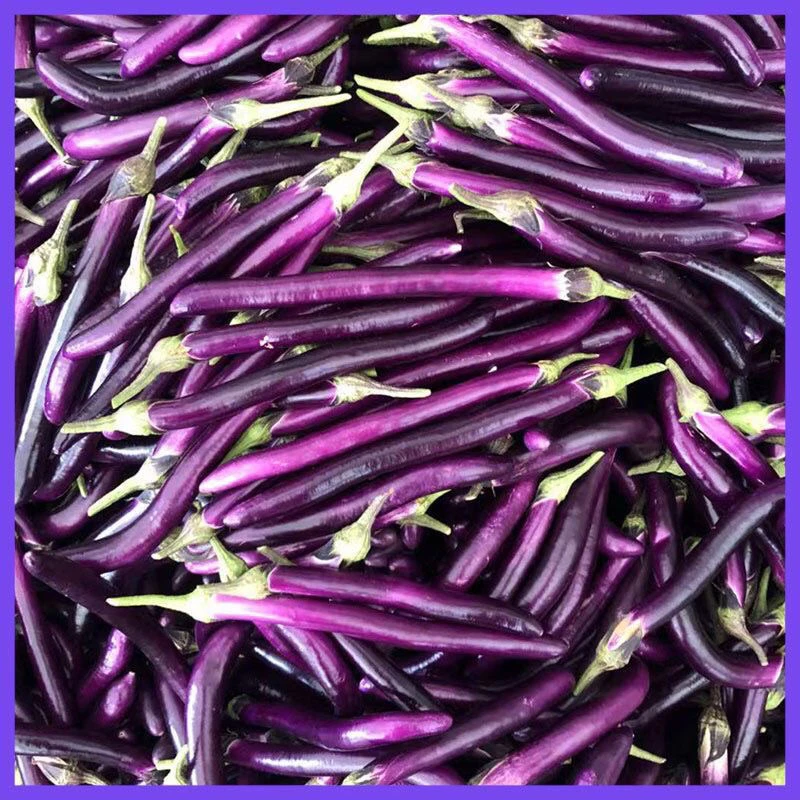 山东沂蒙山新鲜现摘线茄杭茄成5斤～皮薄肉嫩煎炒炖炸凉拌好吃营养