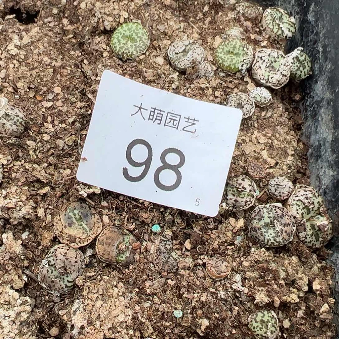 000098量拍泡泡安贞10颗