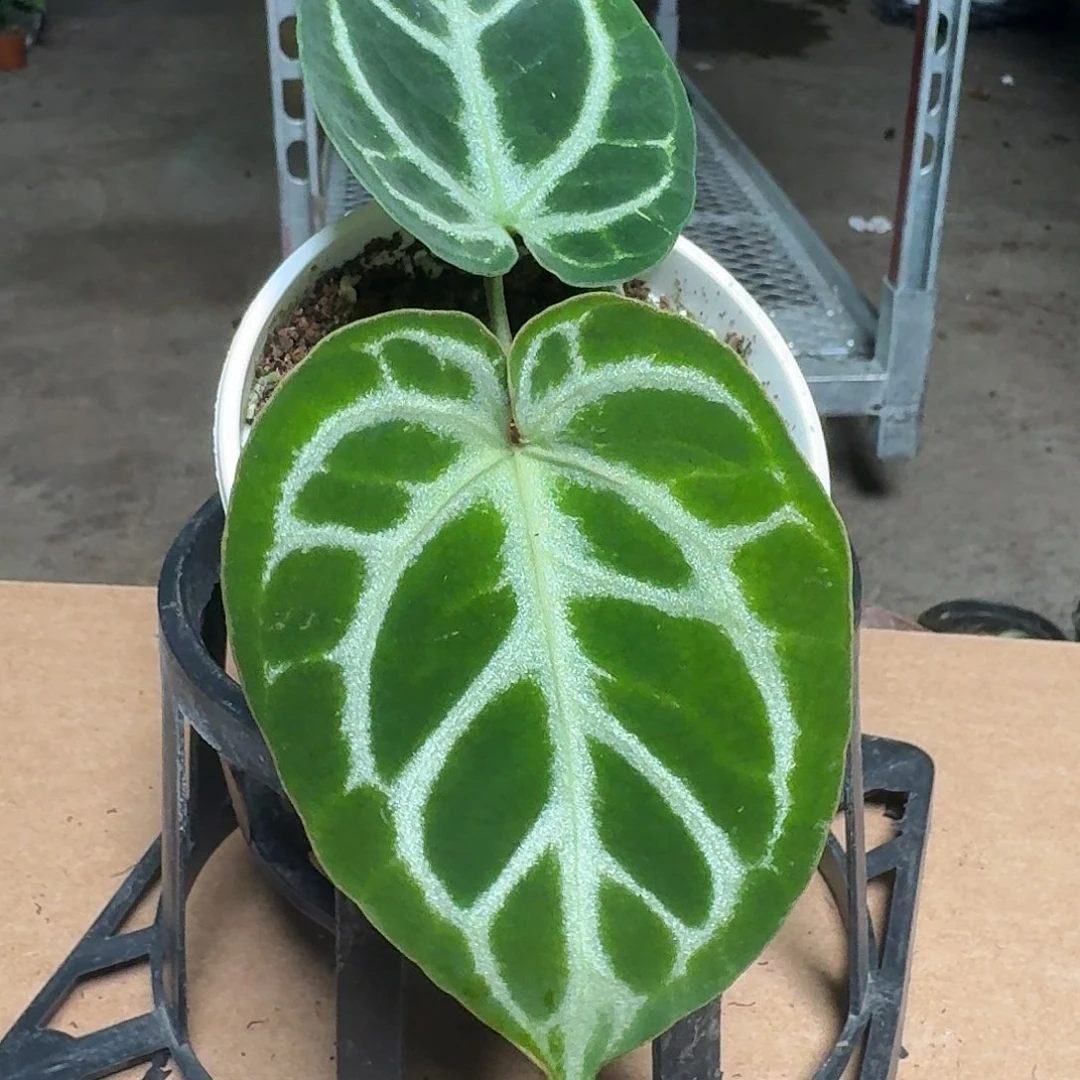 完全开放Y98圆脸撕裂纹杂