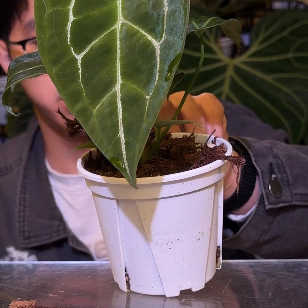 完全开放F563丝绒足球盾