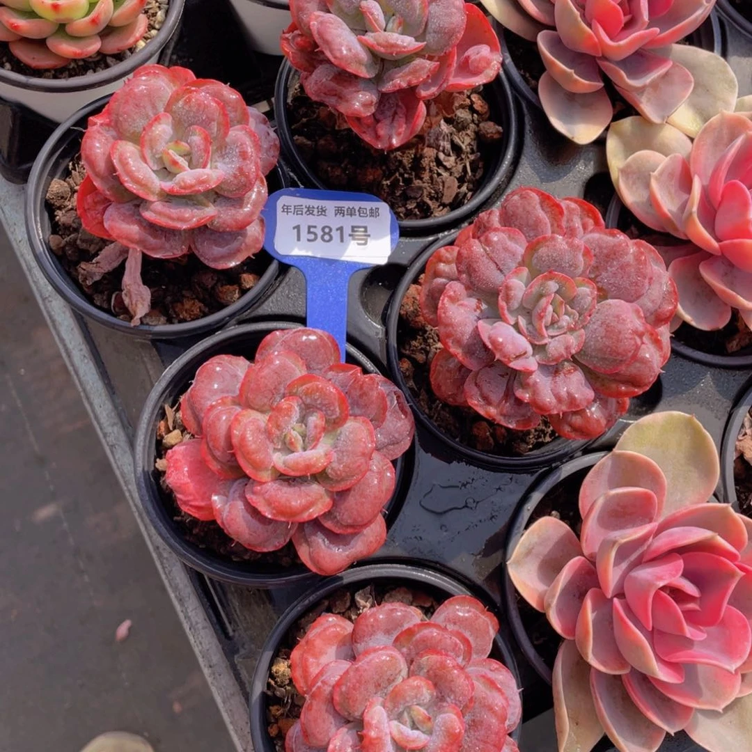 1581号雨滴老桩单头一个