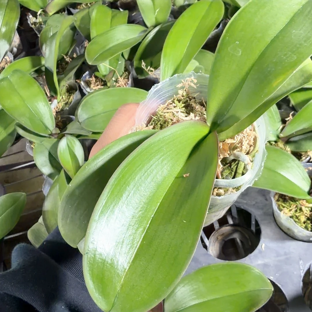 无花朵香水肉丝新苗