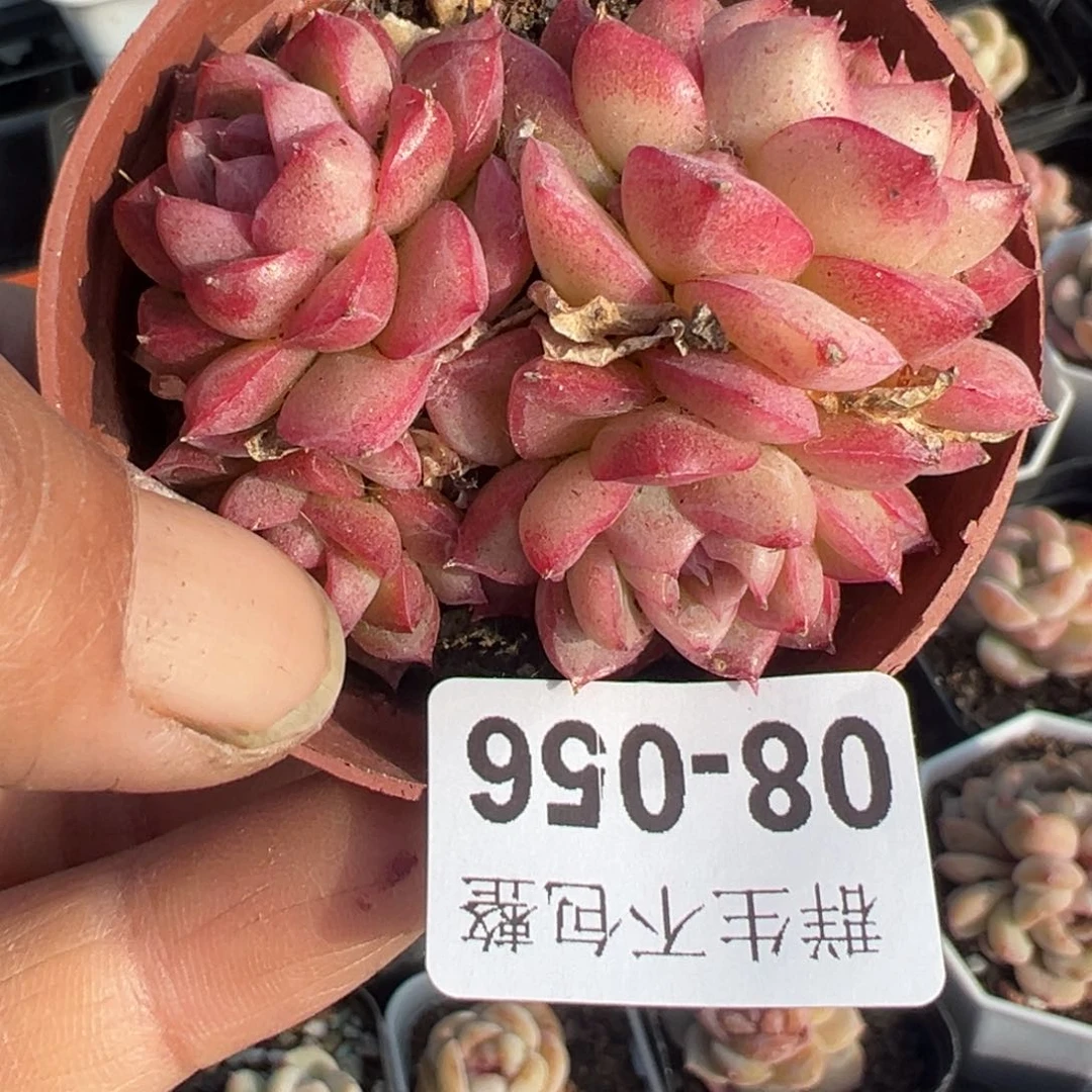 小卡拉米糖心一物一拍8-56