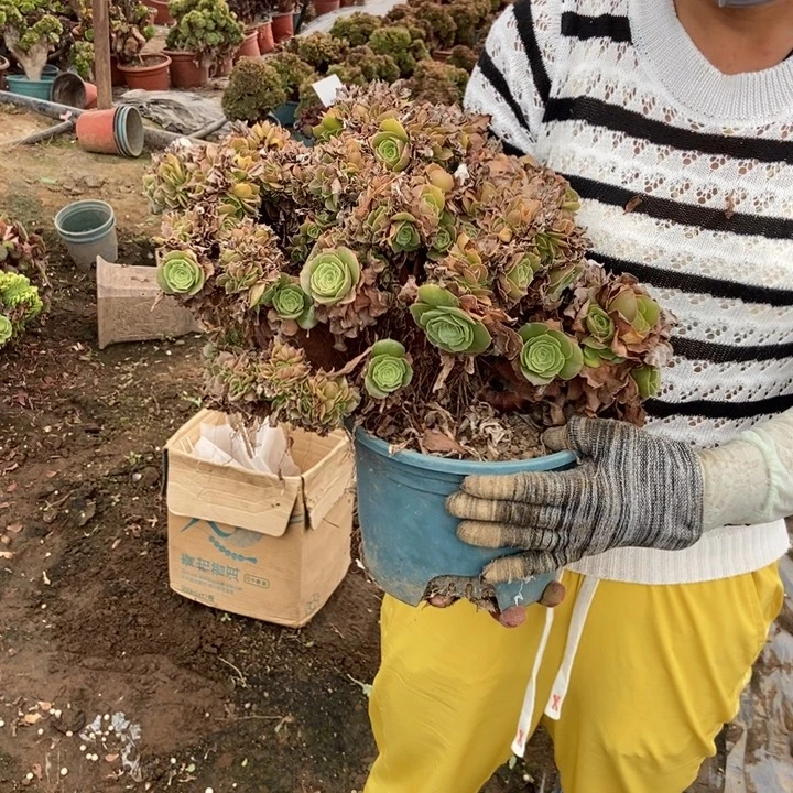 缘***836玫瑰缀化老桩老桩